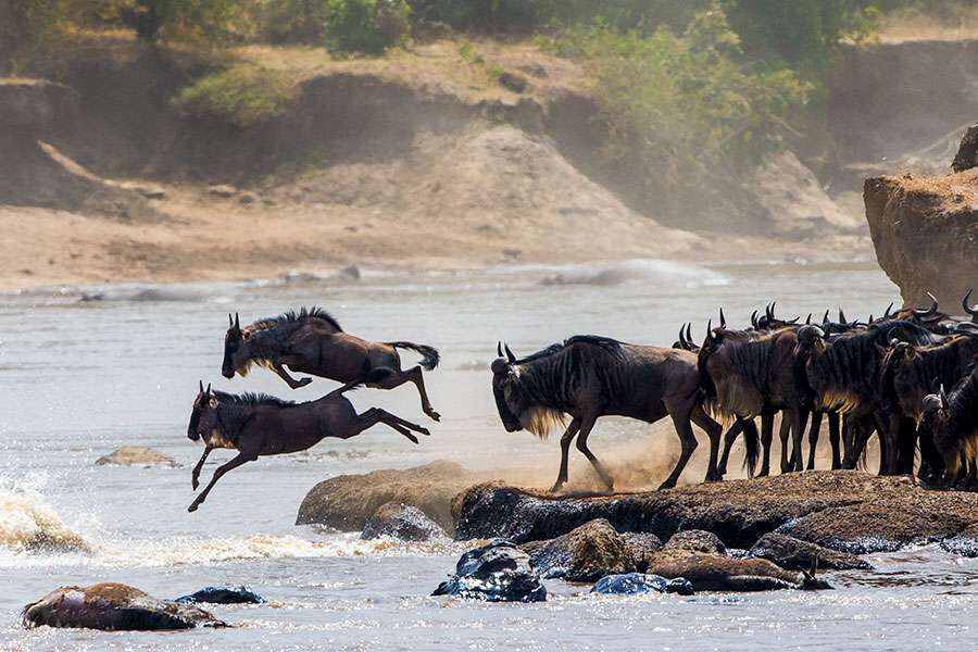 The Great Migration in the Serengeti, a highlight of the Ultimate Tanzanian Escape