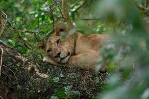 Lake Manyara National Park