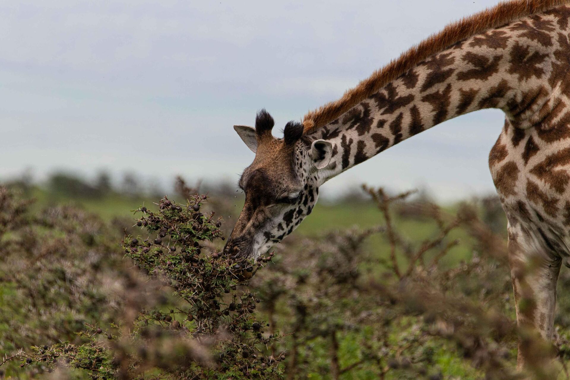 Tanzania Wildlife Encounter