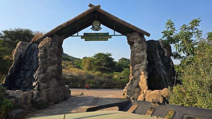 Lions resting in a tree in Lake Manyara National Park