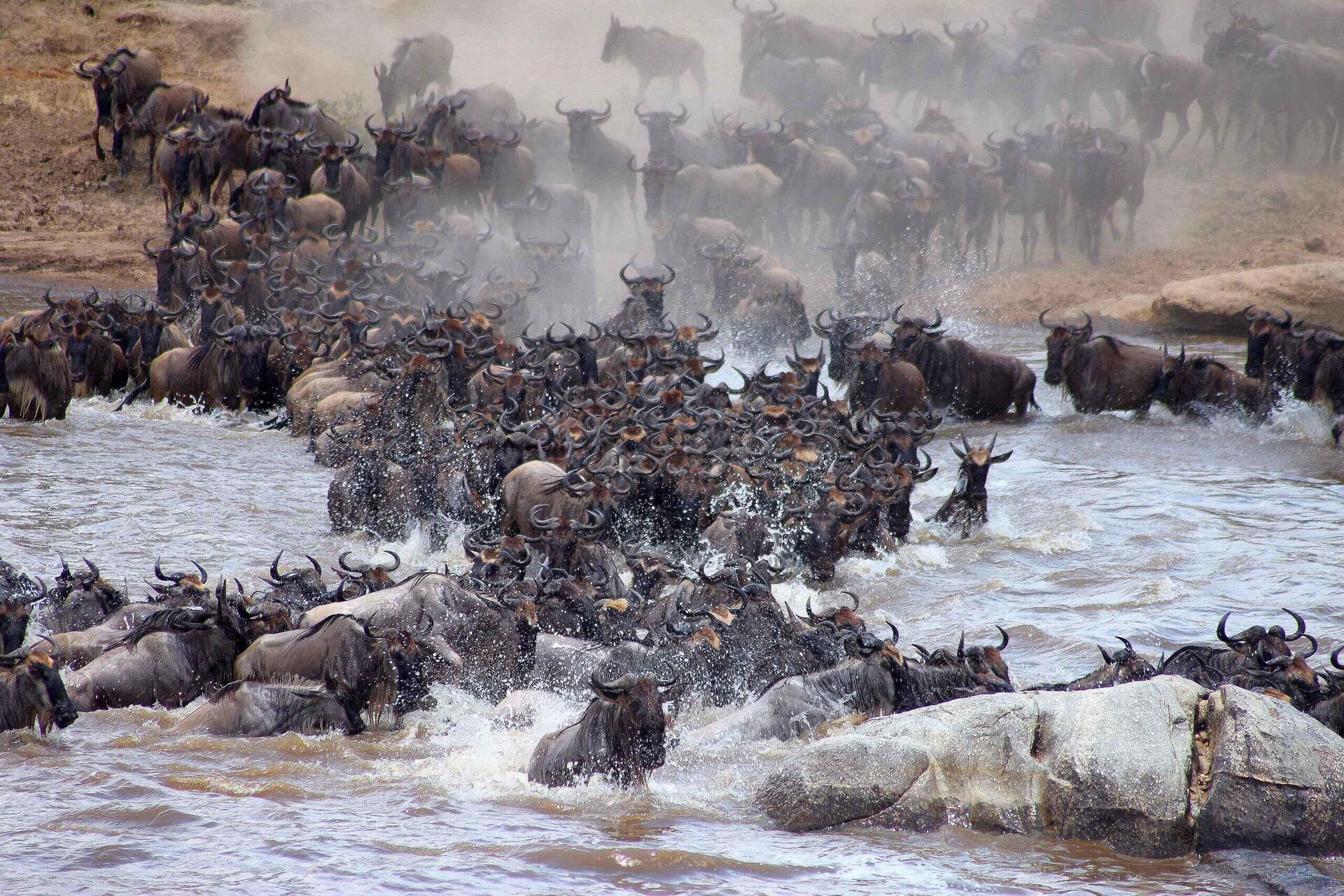 Dramatic scene of wildebeest plunging into the Mara River