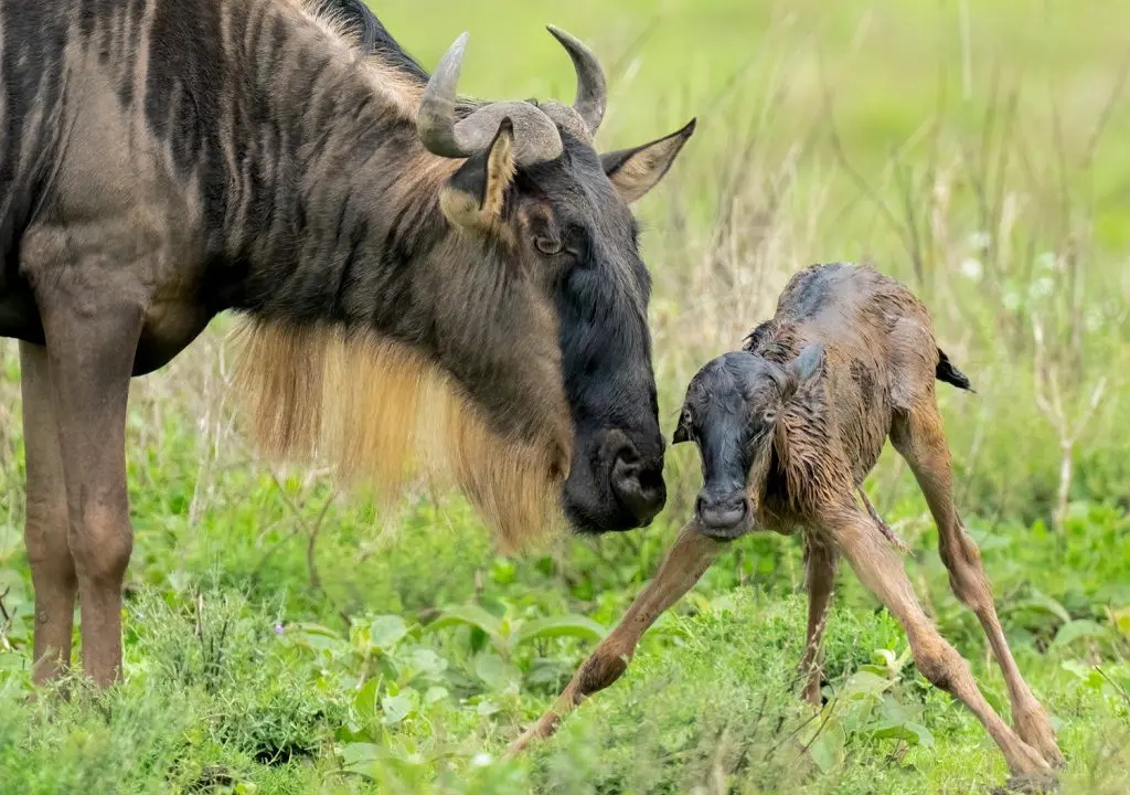 Wildebeest with newborn calf in Ndutu