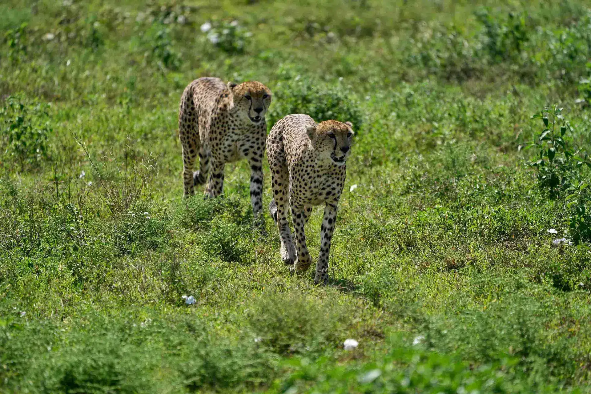 Ngorongoro Crater Safari Vehicle Wildlife Viewing