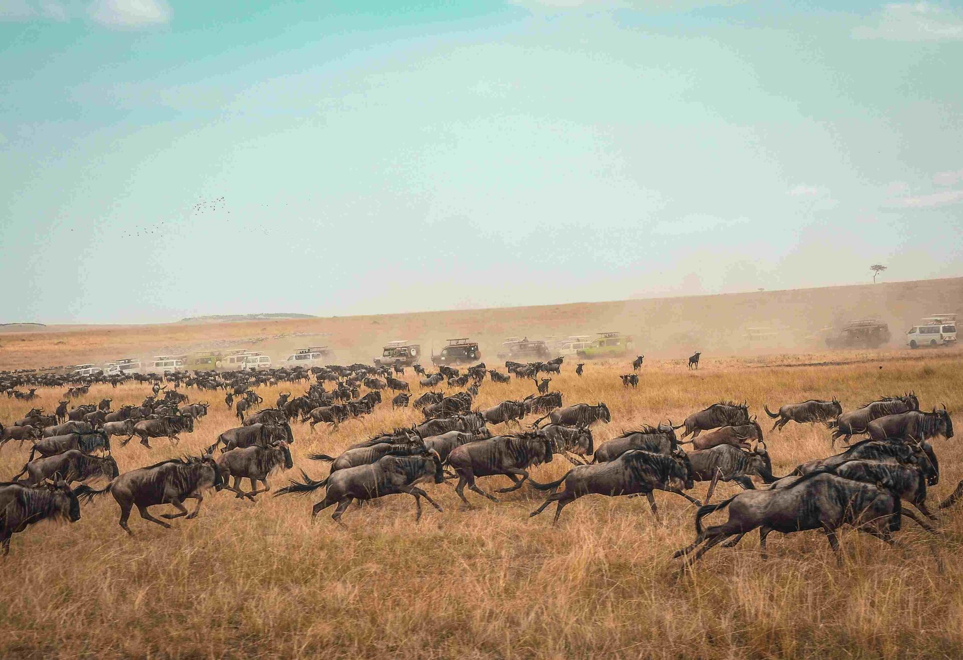 4 Days Mara River Crossing Migration Safari