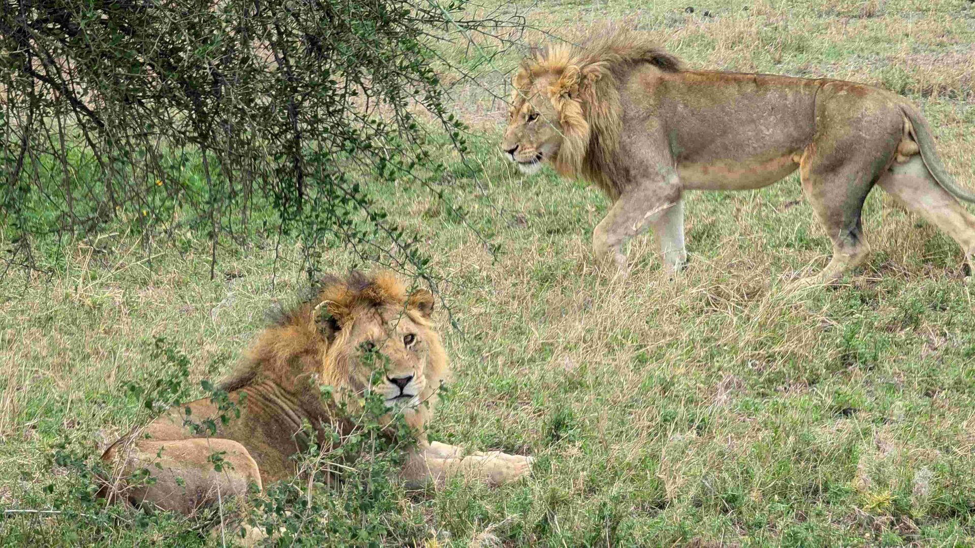 Serengeti and Ngorongoro landscape