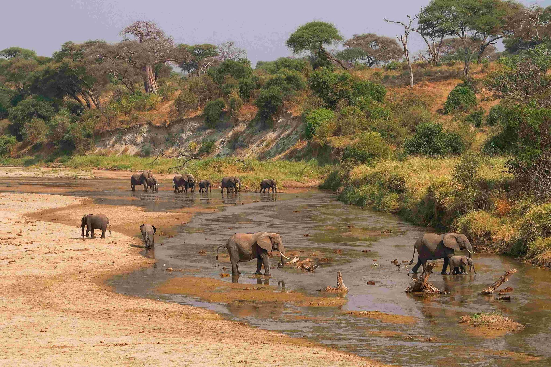 Elephants walking past giant baobab trees in Tarangire