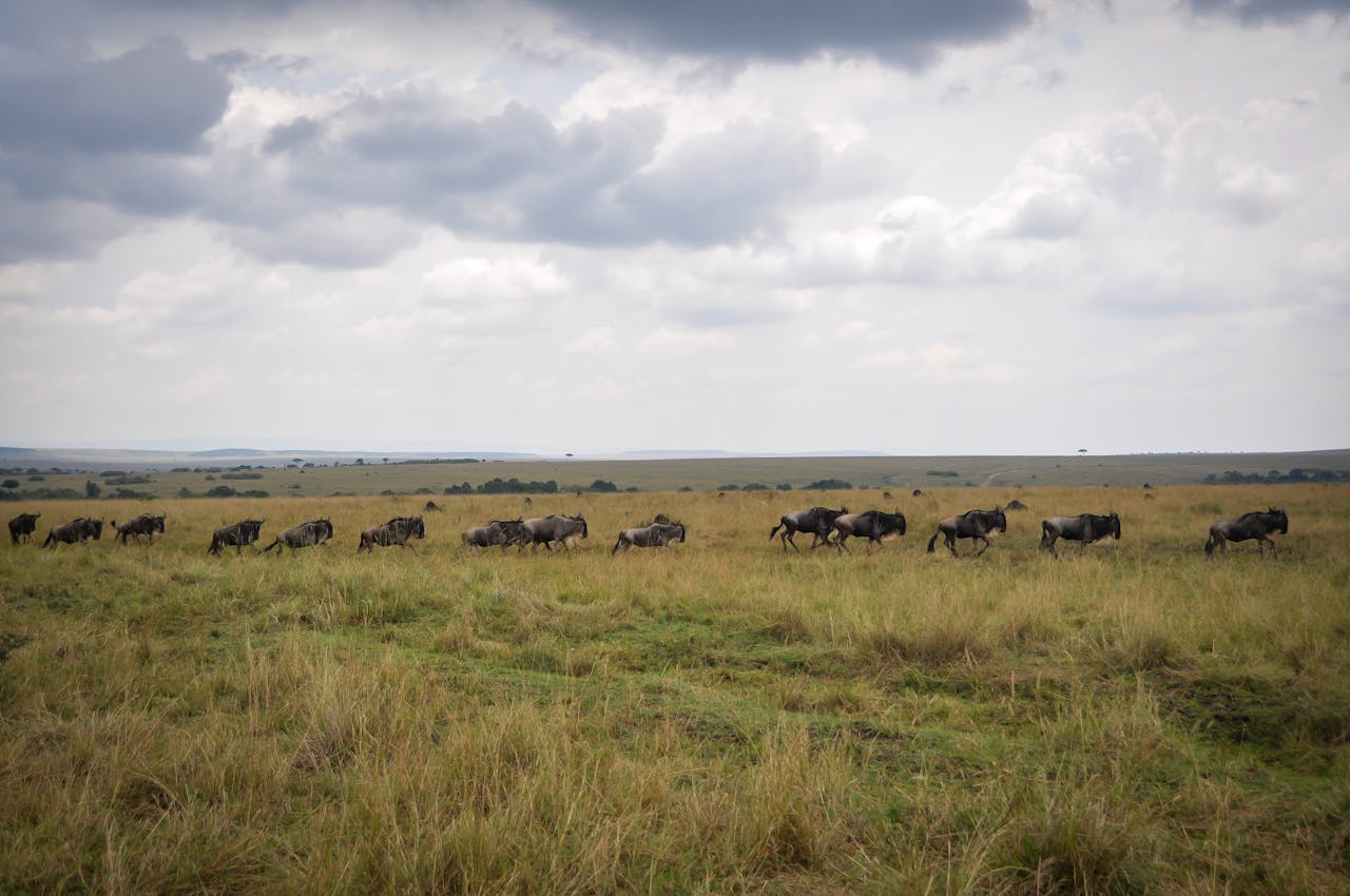 4 Days Honeymoon Wildebeest Migration Safari: Romantic