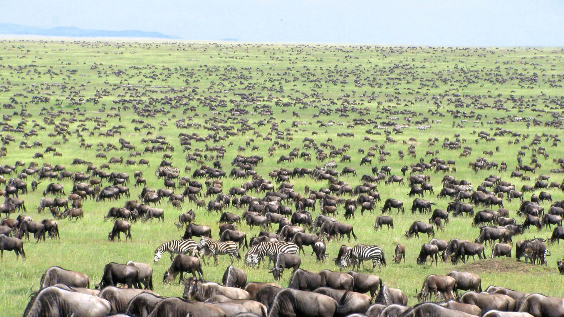 7-Day Semi-Luxury Safari